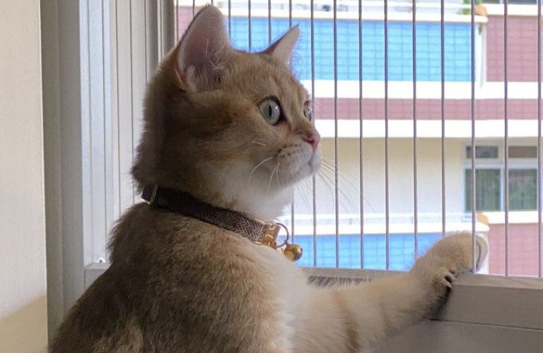 Cat Safety Invisible Grills